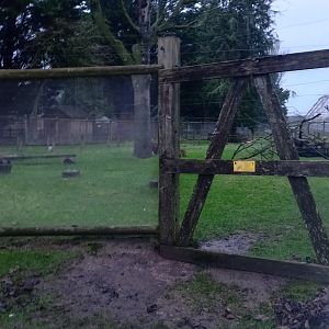 Lemur Walkthrough enclosure