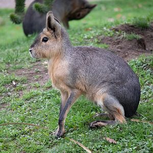 Patagonian Mara 25/7/23
