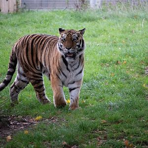 Siberian Tiger 25/7/22