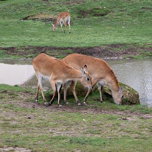 Kafue Lechwe 25/7/23