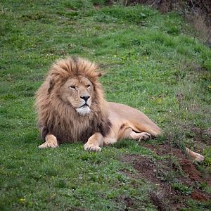 African Lion 25/7/23