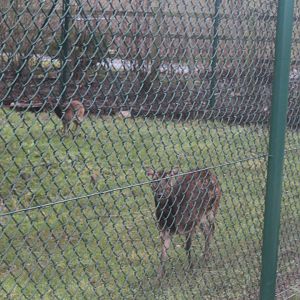 Philippine Spotted Deer in new exhibit 2nd January 2024