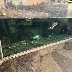 Magellanic Penguins
