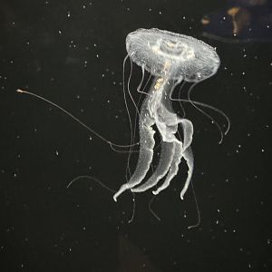 Purple Striped Jellies