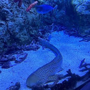 Juvenile Zebra Shark