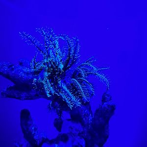 Feather Star