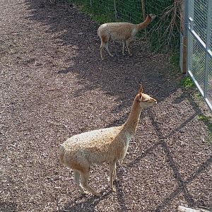 Vicuna