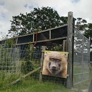 Olive Baboon Drivethrough
