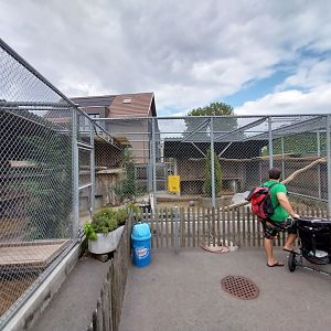 Plätli zoo Frauenfeld - Mountain lion enclosures