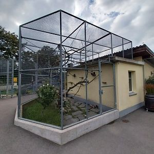 Plätli zoo Frauenfeld - White tufted-ear marmoset