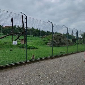 Plätli zoo Frauenfeld - Barbary macaque enclosure