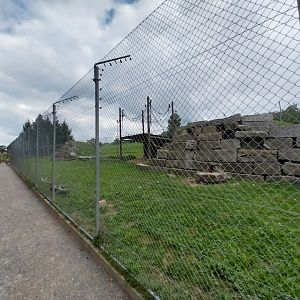 Plätli zoo Frauenfeld - Barbary macaque enclosure