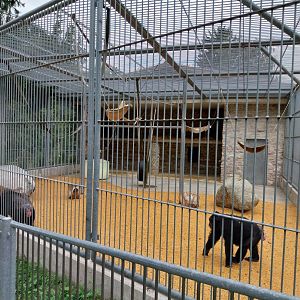 Plätli zoo Frauenfeld - Common chimpanzee cage