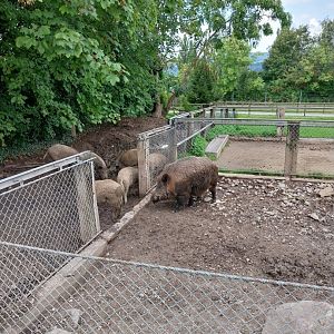 Plätli zoo Frauenfeld - Central European wild boar enclosure