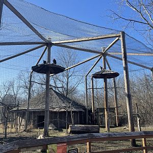 Hooded Vulture Aviary