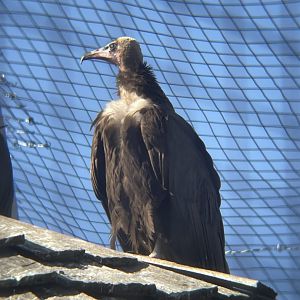 Hooded Vulture