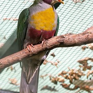 Yellow-breasted fruit-dove (Ramphiculus occipitalis)