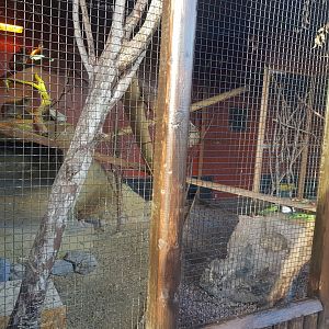 Rock Hyrax Enclosure