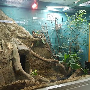 Black & White Tegu Enclosure