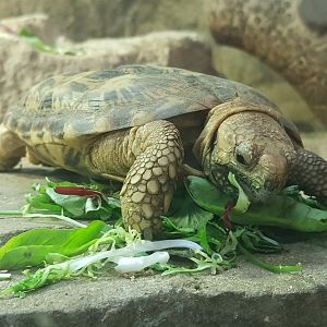 Pancake Tortoise