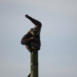Agile gibbon