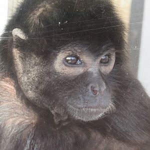Colombian black spider monkey