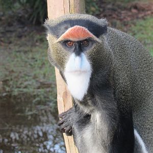 De Brazza’s monkey