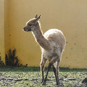 Vicuña calf