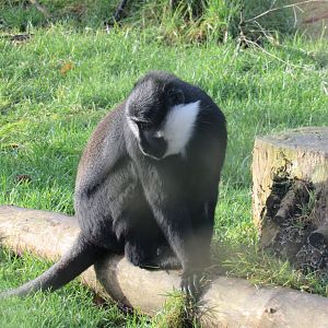 L’heost’s monkey