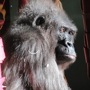 Western lowland gorilla