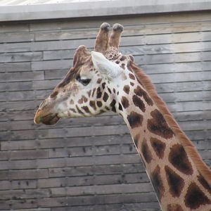 Rothschild’s giraffe