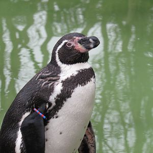 Humboldt penguin
