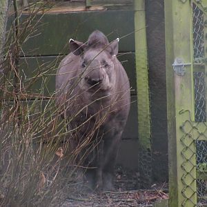 Lowland tapir