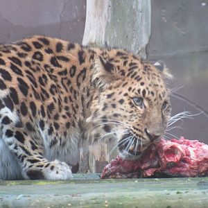 Amur leopard