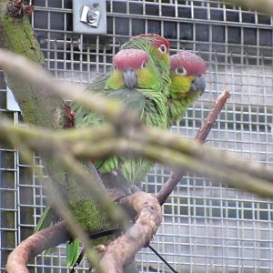 Ecuadorian amazon parrot