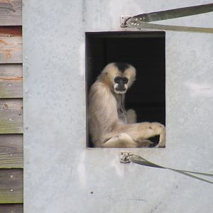 Northern white-cheeked gibbon