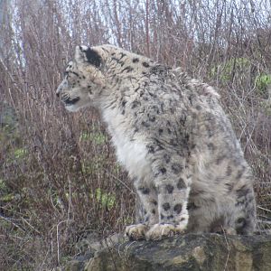 Snow leopard