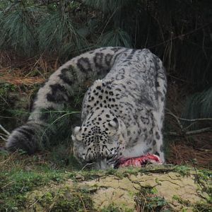 Snow leopard