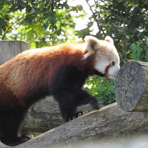 Nepalese red panda