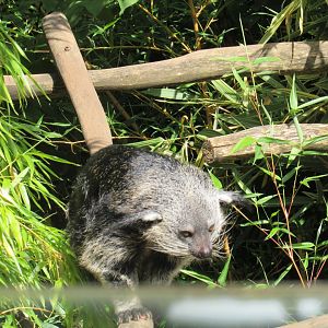 Binturong