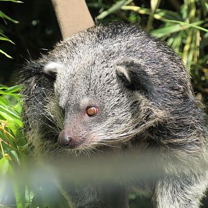 Binturong