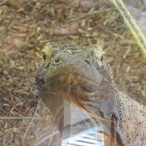 Komodo dragon - Pete