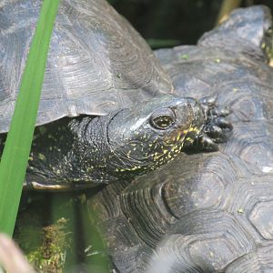 European pond turtle