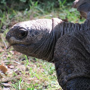 Aldabra giant tortoise