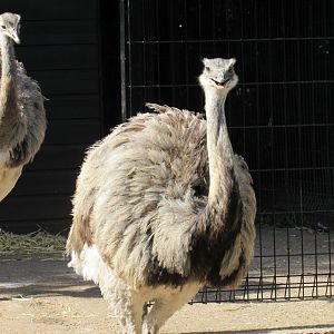 Greater rhea