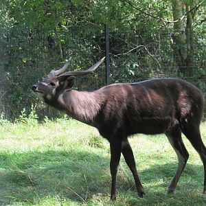 West African sitatunga