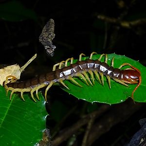 Scolopendra dehaani