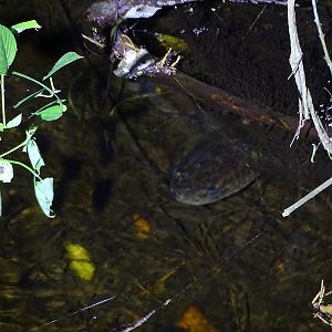 Snakeheaded fish (Channa striata)