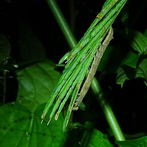 Caterpillar (species unknown)