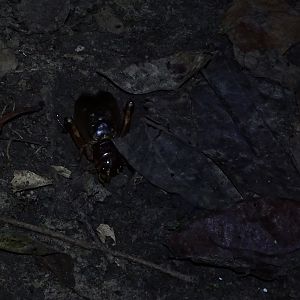 Tarbinskiellus portentosus